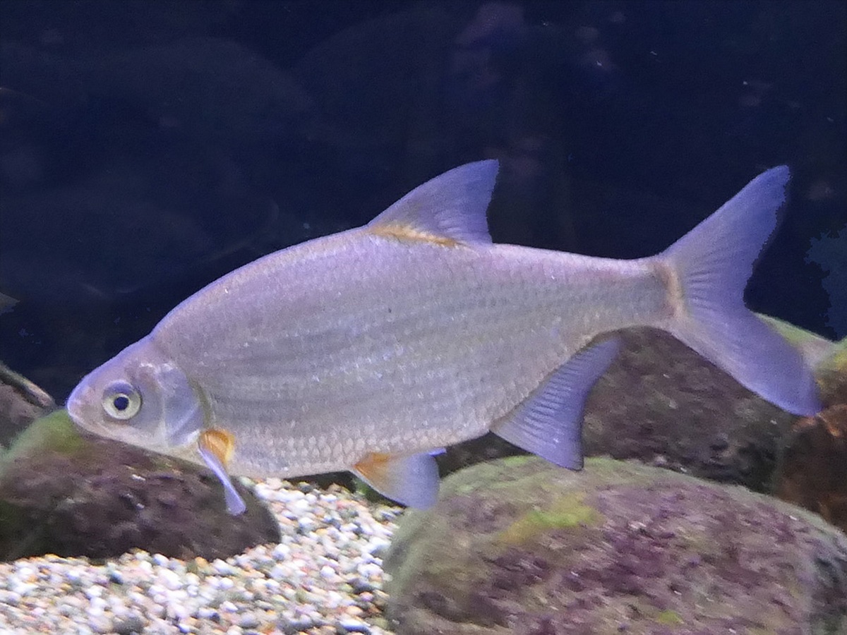 (Blicca Heckel, 1843) Род Бликка, Густеры, Genus Blicca Heckel, 1843 ...